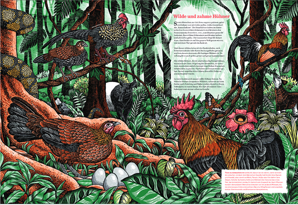 Doppelseite aus "Das große Buch der Hühner"