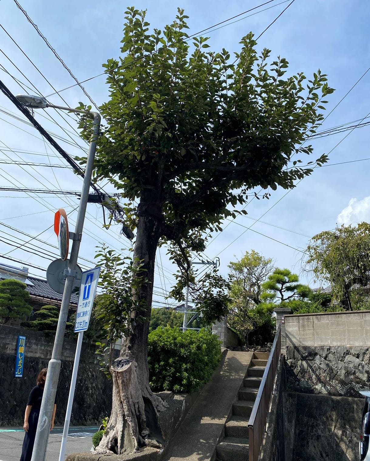 Der Kaki-Baum im japanischen Nagasaki