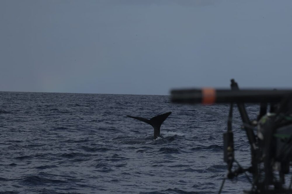 Walflosse - und Kamera