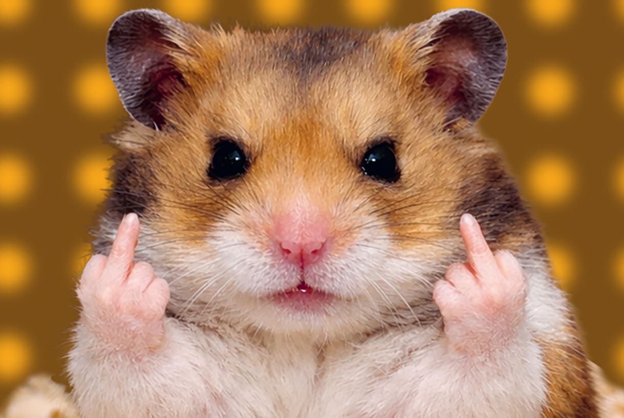 Ein Hamster mit menschlichen Händen, die jeweils den Stinkefinger zeigen - Sujetbild des Theaters Drachengasse zum Nachwuchsbewerb 2026 zum Thema Arbeit