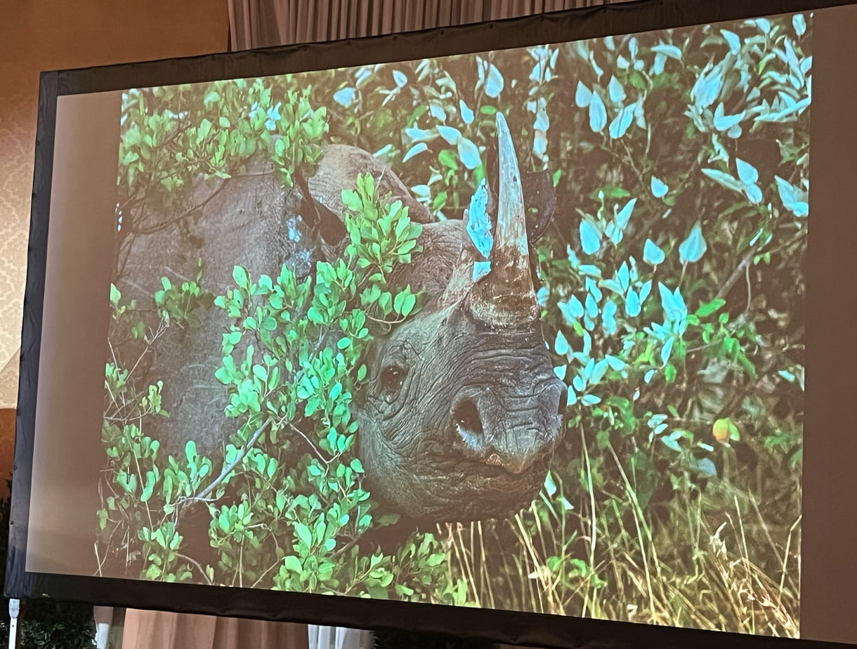 Projektion eines der Fotos von Ami Vitale aus ihrer Gewinnerinnen-Seri 