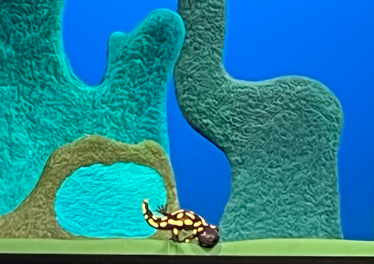 Feuersalamander