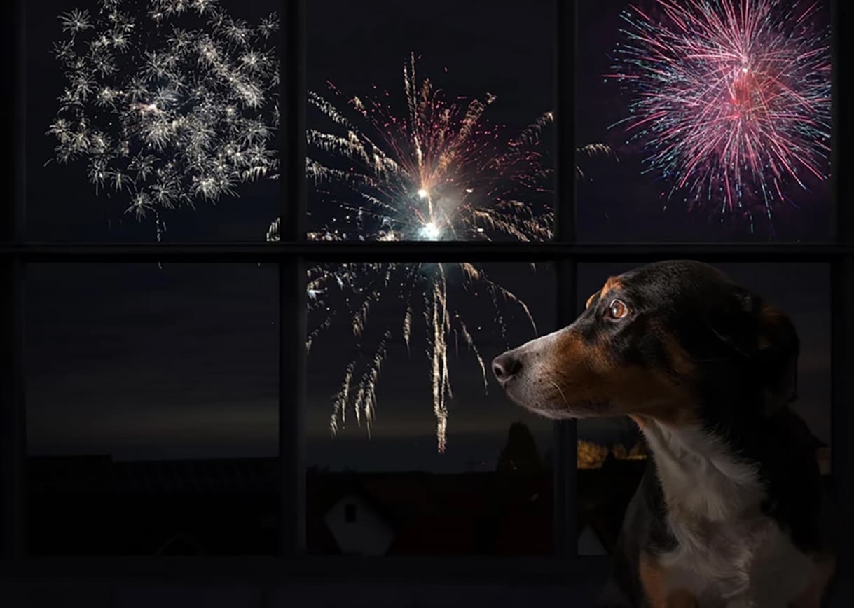 Feuerwerke und Böller ängstigen (Haus-)Tiere