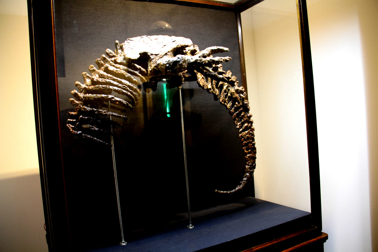 Aus dem Bio-Kunststoff schuf Thomas Feuerstein unter anderem dieses an einen Ouroboros erinnernde Kunstwerk