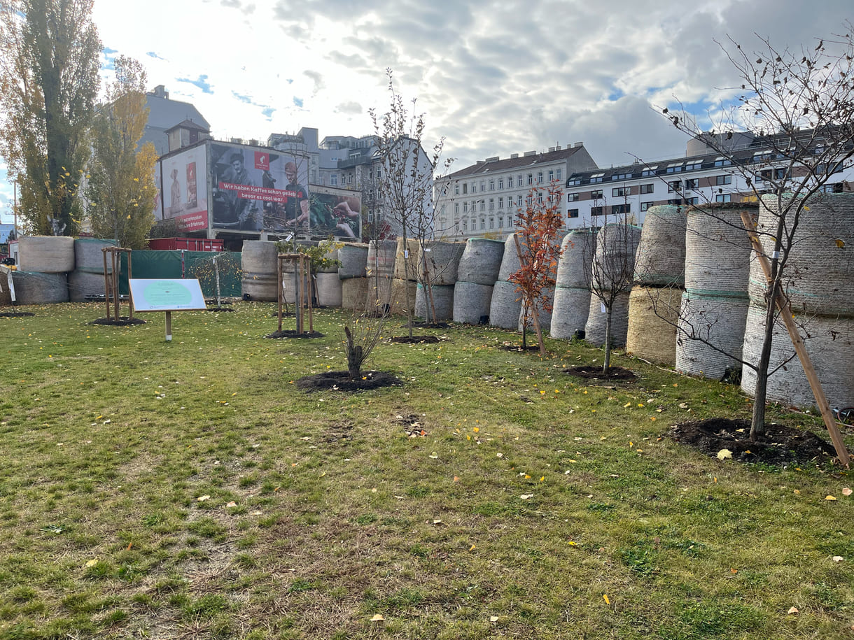 Die jungen Bäumchen, die Kinder und Jugendliche 2022 bei einem Roots & Shoots-Workshop gesetzt haben