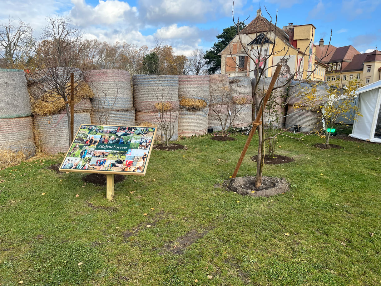 Die jungen Bäumchen, die Kinder und Jugendliche 2022 bei einem Roots & Shoots-Workshop gesetzt haben