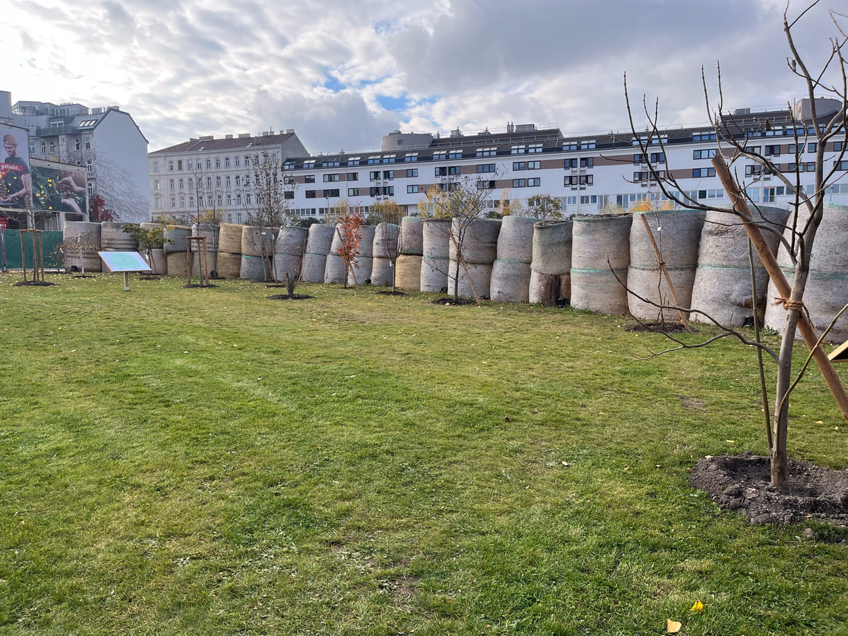 Die jungen Bäumchen, die Kinder und Jugendliche 2022 bei einem Roots & Shoots-Workshop gesetzt haben