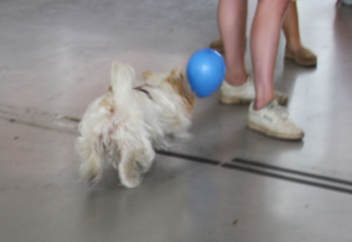 Der Hund der kinderunikunst-Leiterin liebt das Spiel mit Luftballons