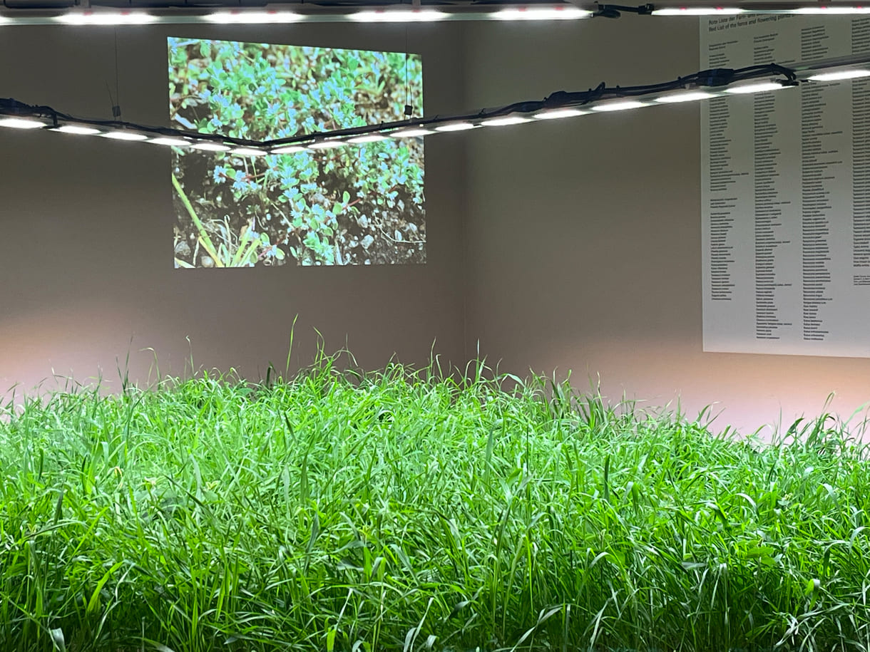 Mixed Wiese aus munokulturellen Getreidegräsern