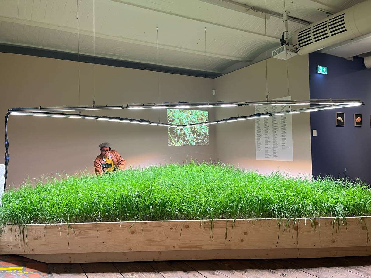 Mixed Wiese aus munokulturellen Getreidegräsern