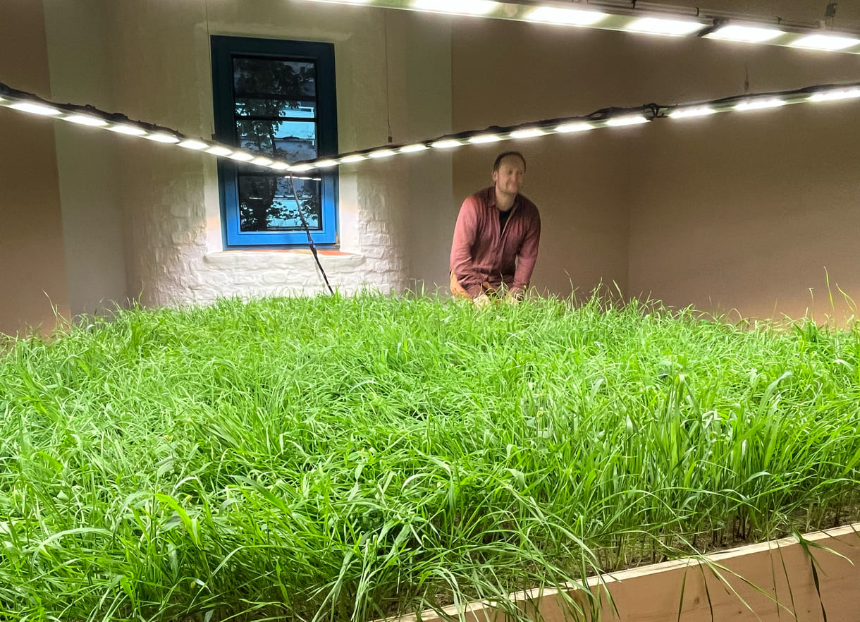 Mixed Wiese aus munokulturellen Getreidegräsern