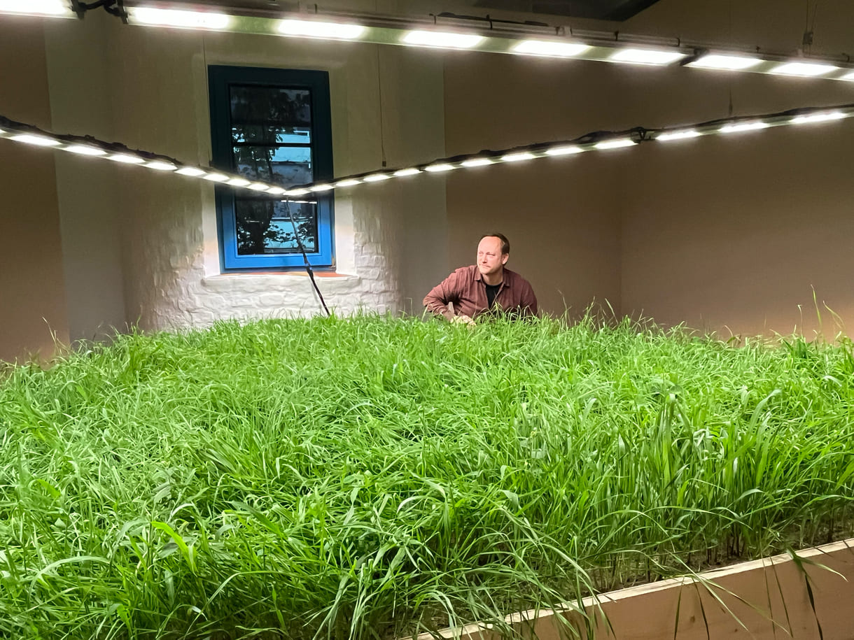 Mixed Wiese aus munokulturellen Getreidegräsern