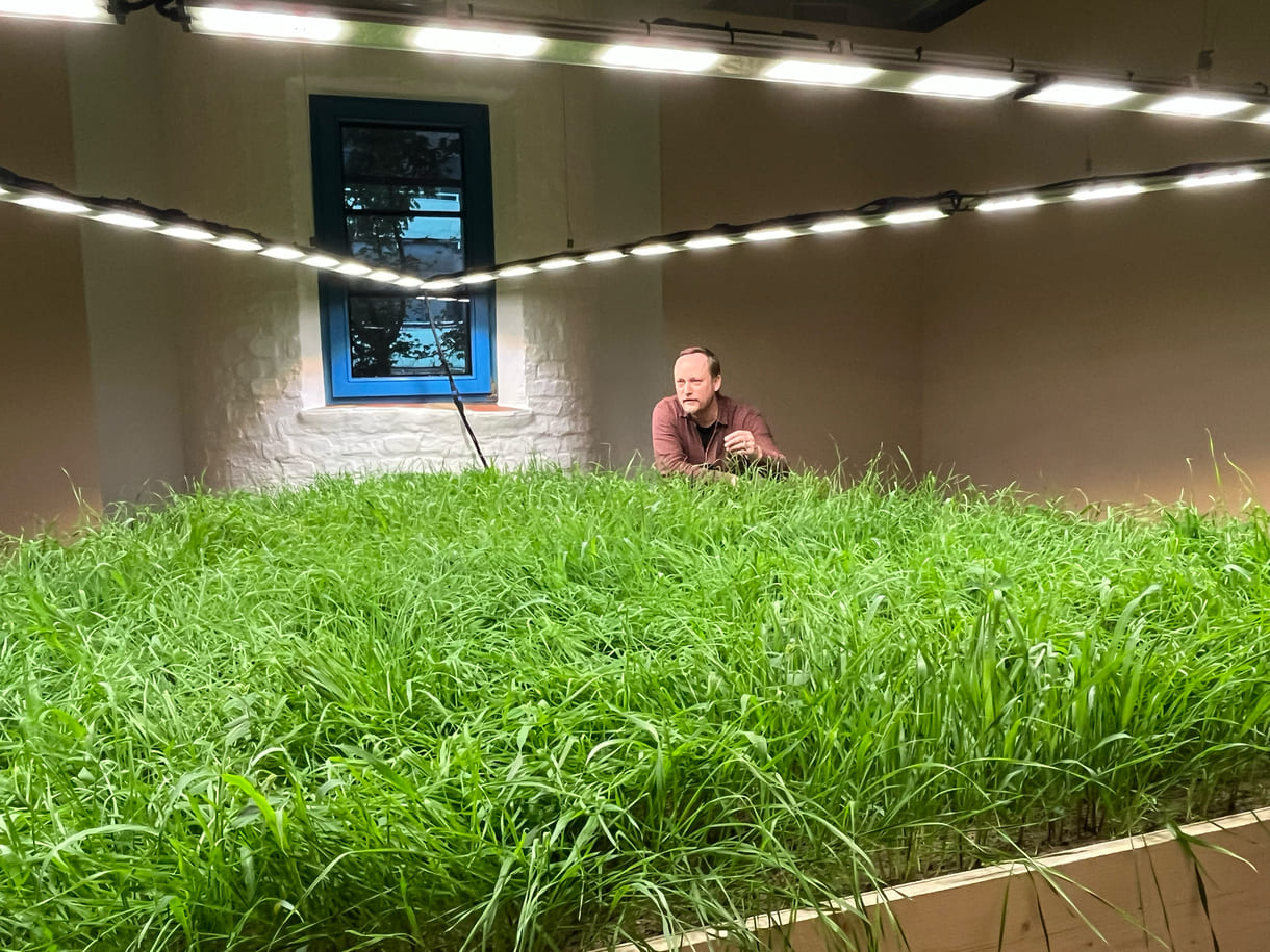 Mixed Wiese aus munokulturellen Getreidegräsern