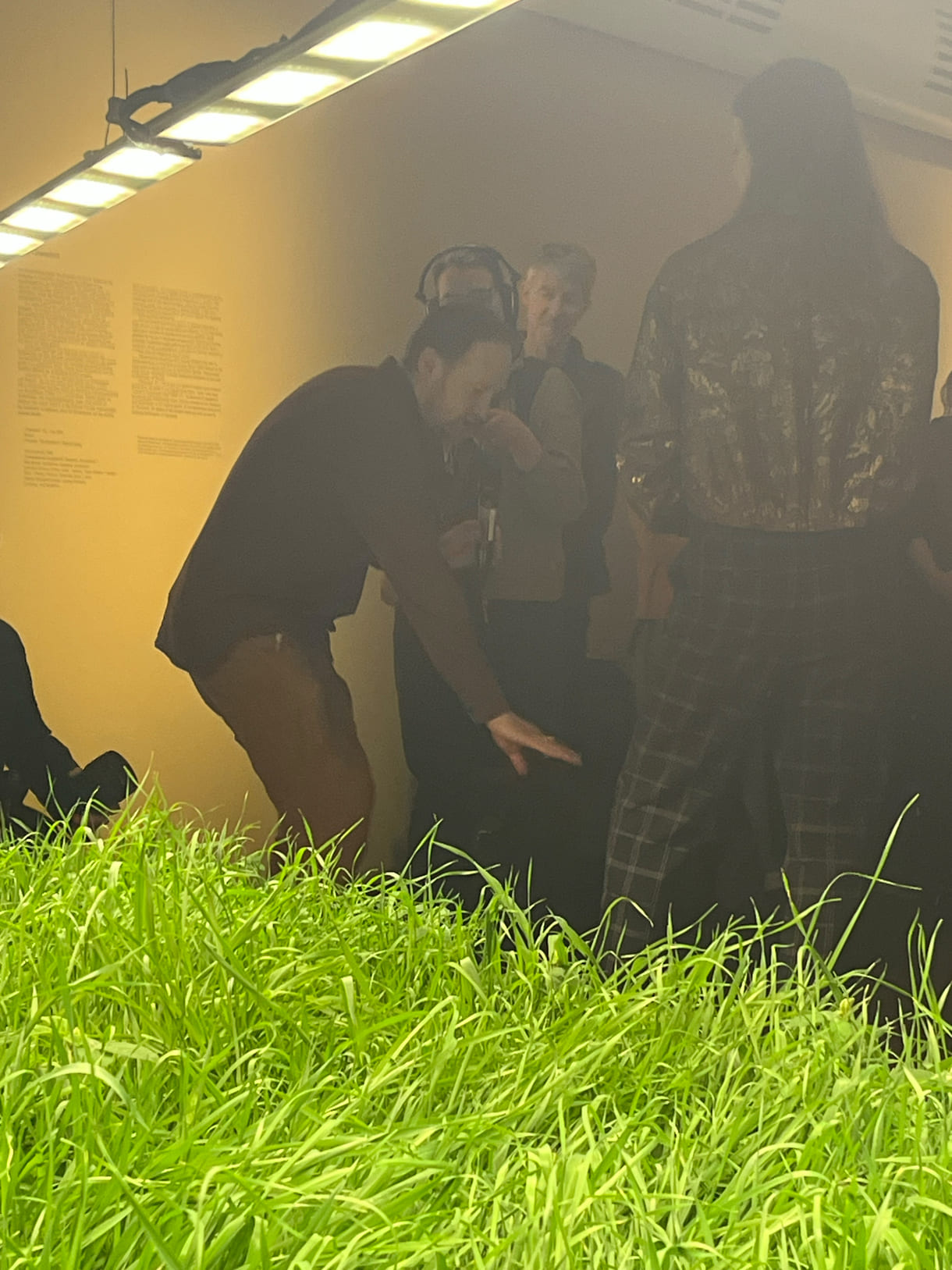 Mixed Wiese aus munokulturellen Getreidegräsern