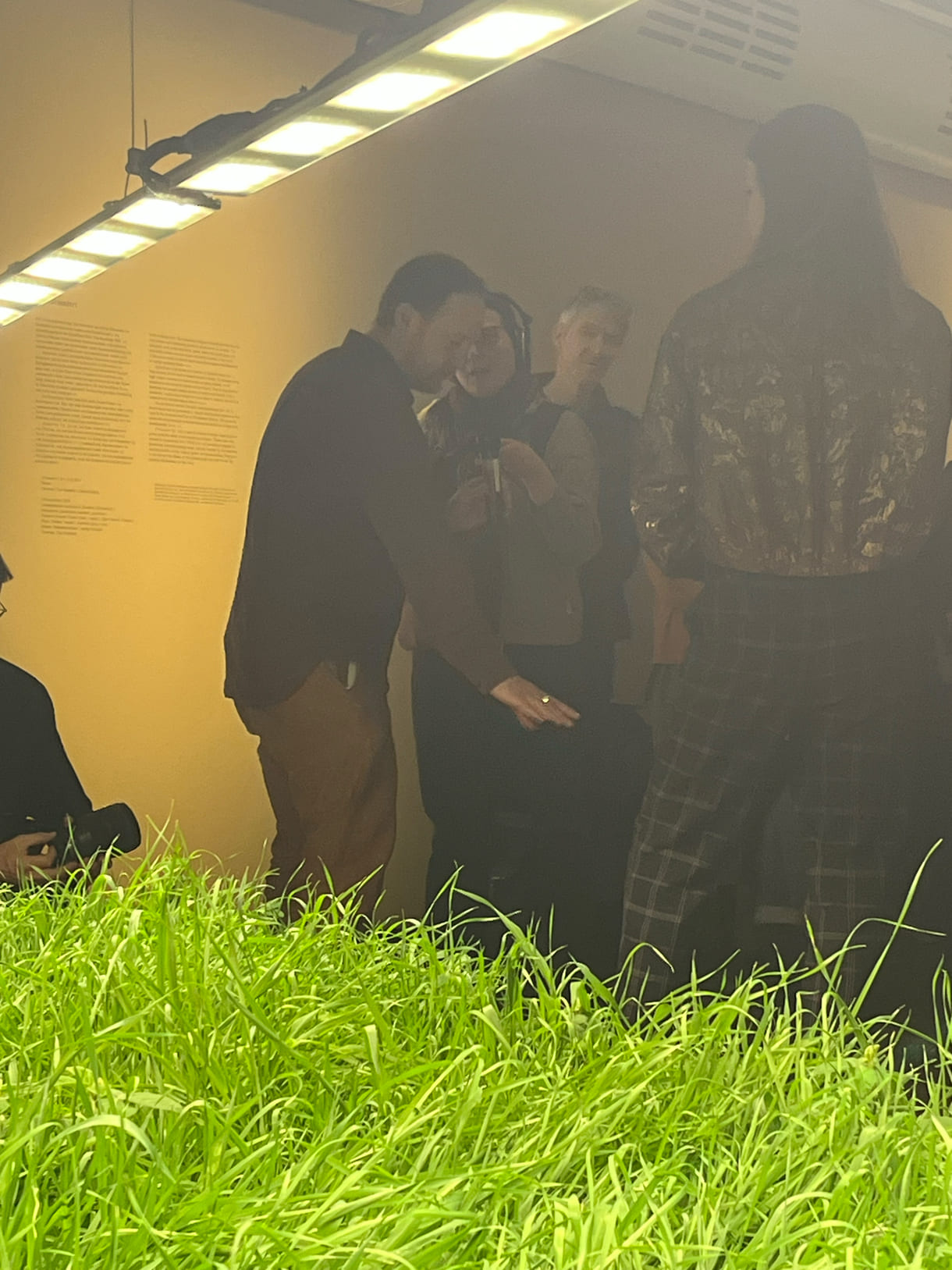 Mixed Wiese aus munokulturellen Getreidegräsern