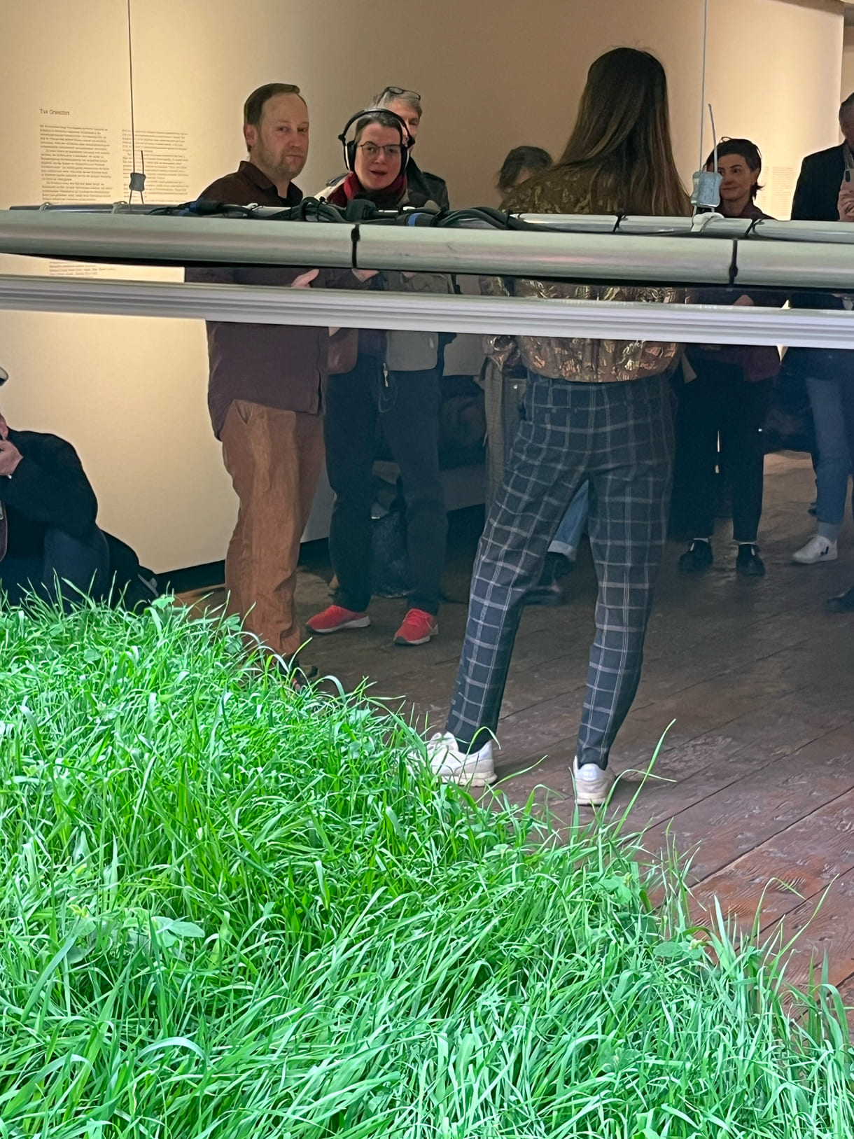 Mixed Wiese aus munokulturellen Getreidegräsern