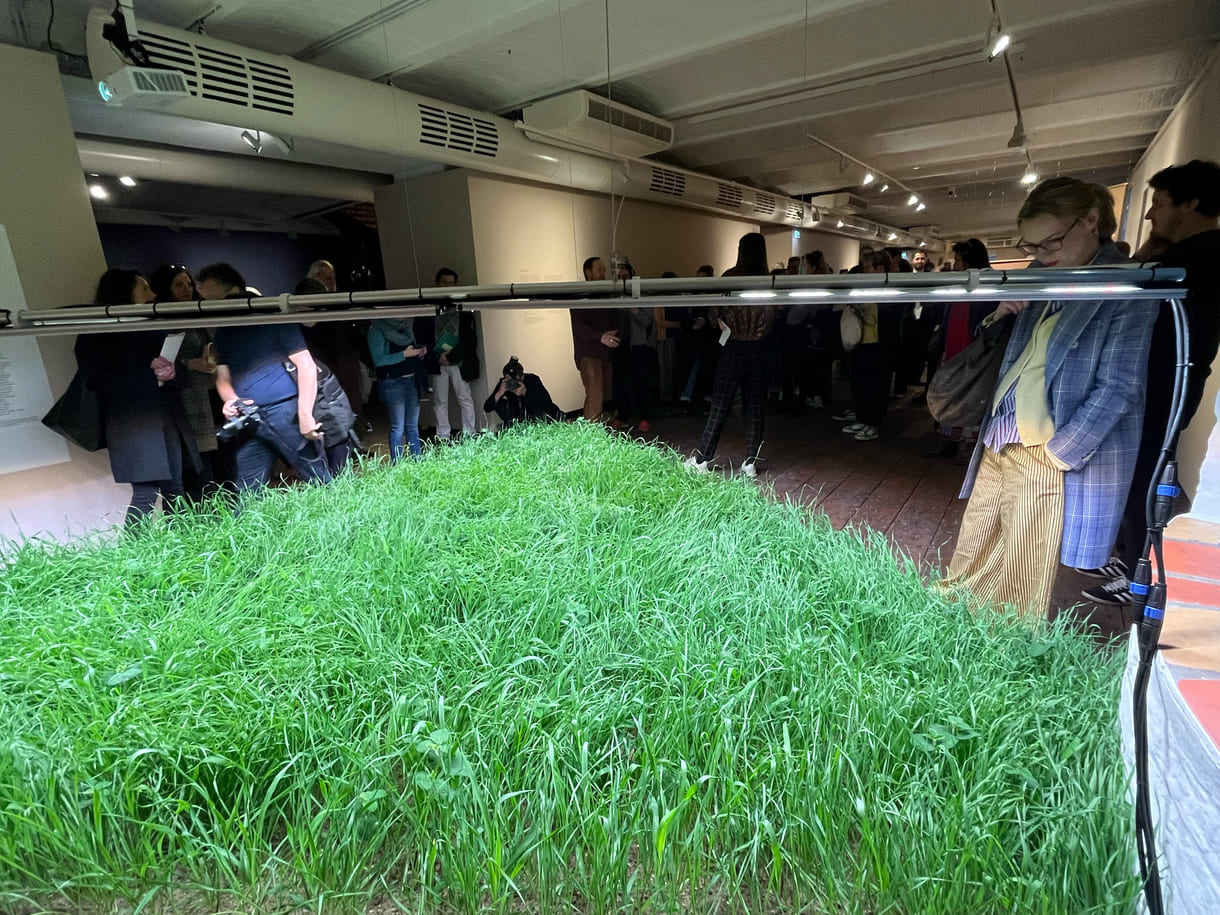 Mixed Wiese aus munokulturellen Getreidegräsern