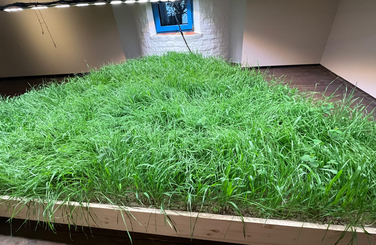 Mixed Wiese aus munokulturellen Getreidegräsern