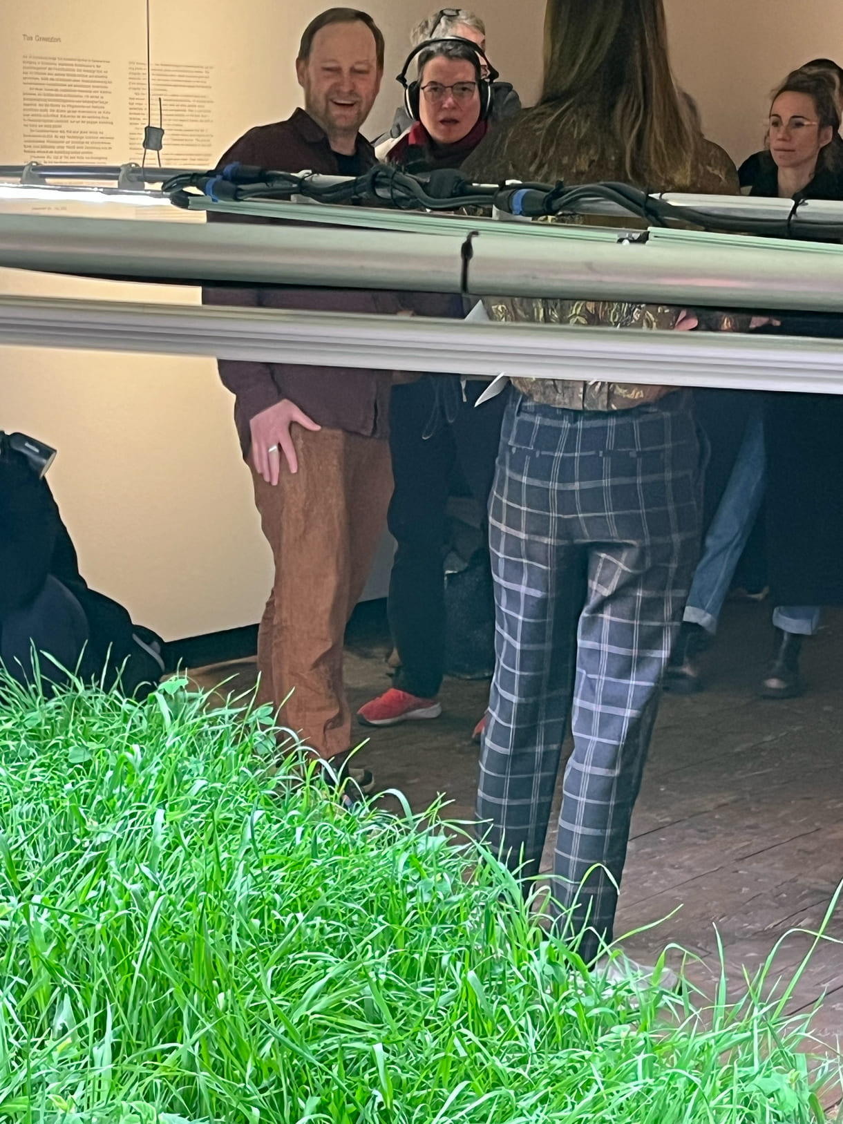 Mixed Wiese aus munokulturellen Getreidegräsern