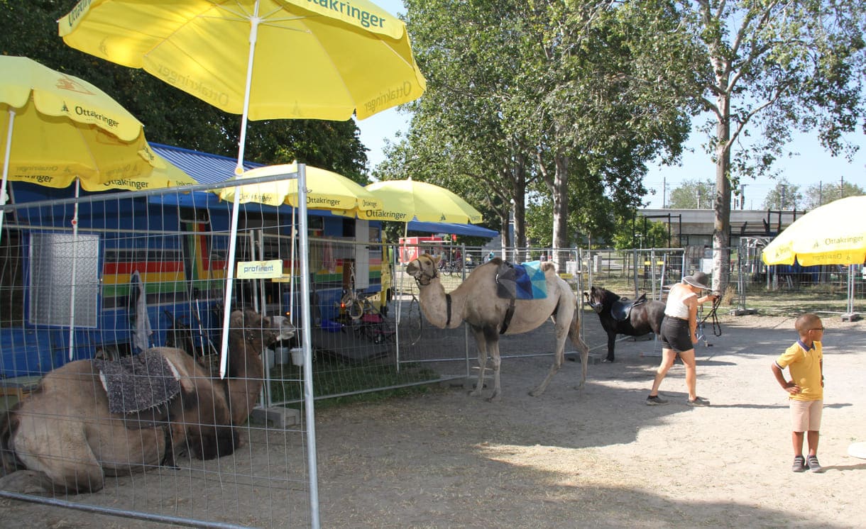 Auch wieder mit dabei: Kamele und Pony - auf denen Kinder eine Runde durchs Festivalgelände reiten können - wenn es nicht zu heiß ist
