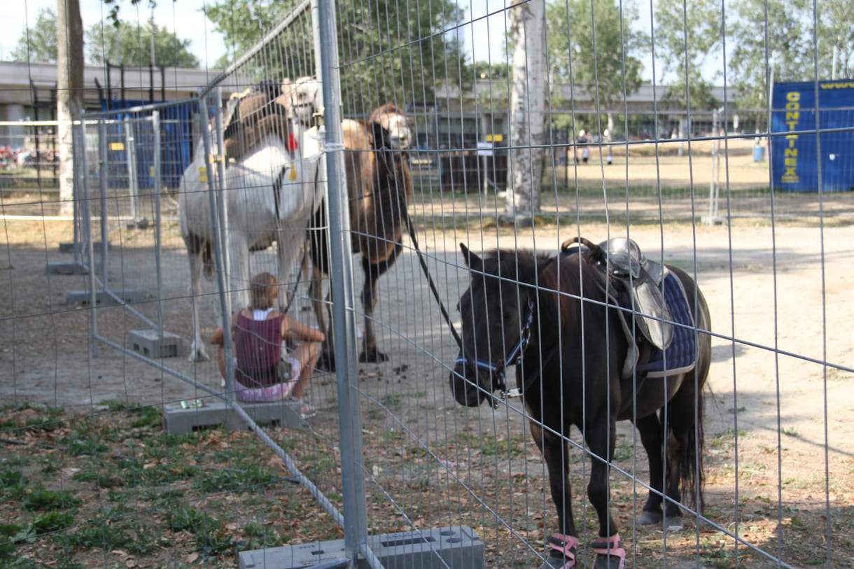 Kamel- bzw. Pony-Reiten gleich nach dem Eingang zu den Afrika-Tagen