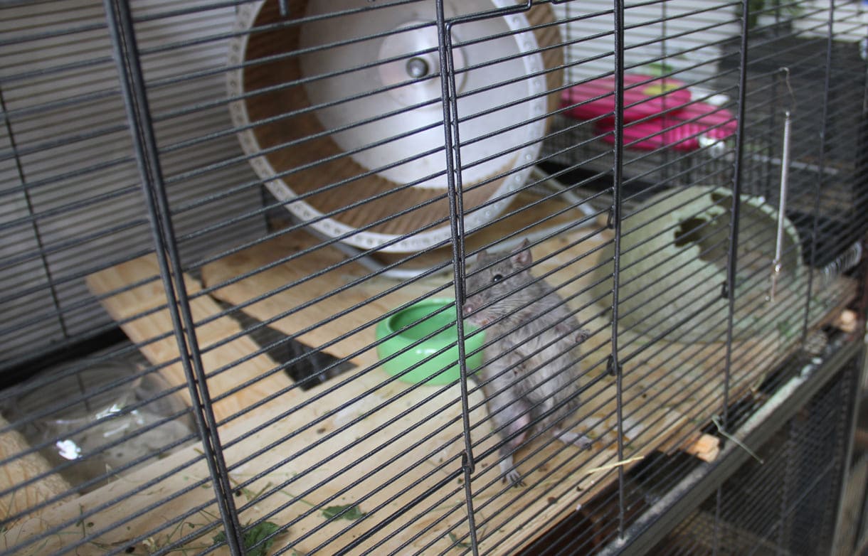 Degu Splinter