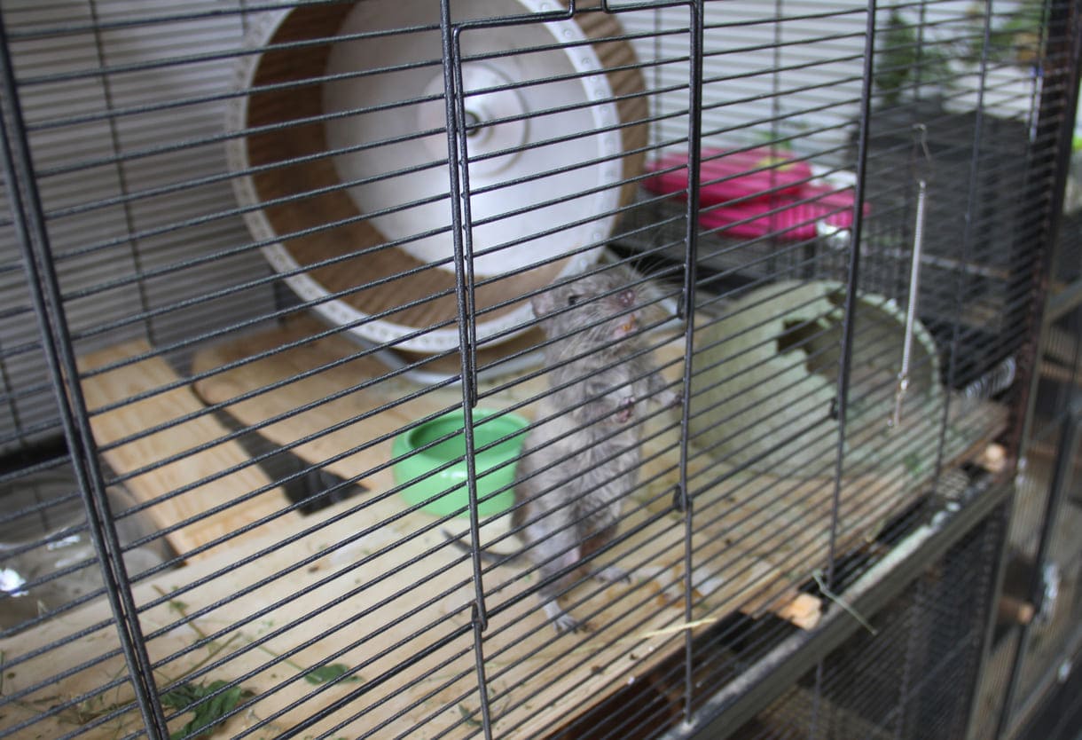 Degu Splinter