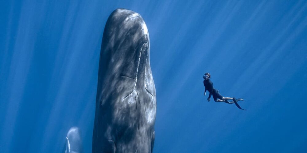 Patrick Dykstra und Wal(e) - Bild aus dem Kinofilm "Patrick and the Whale"