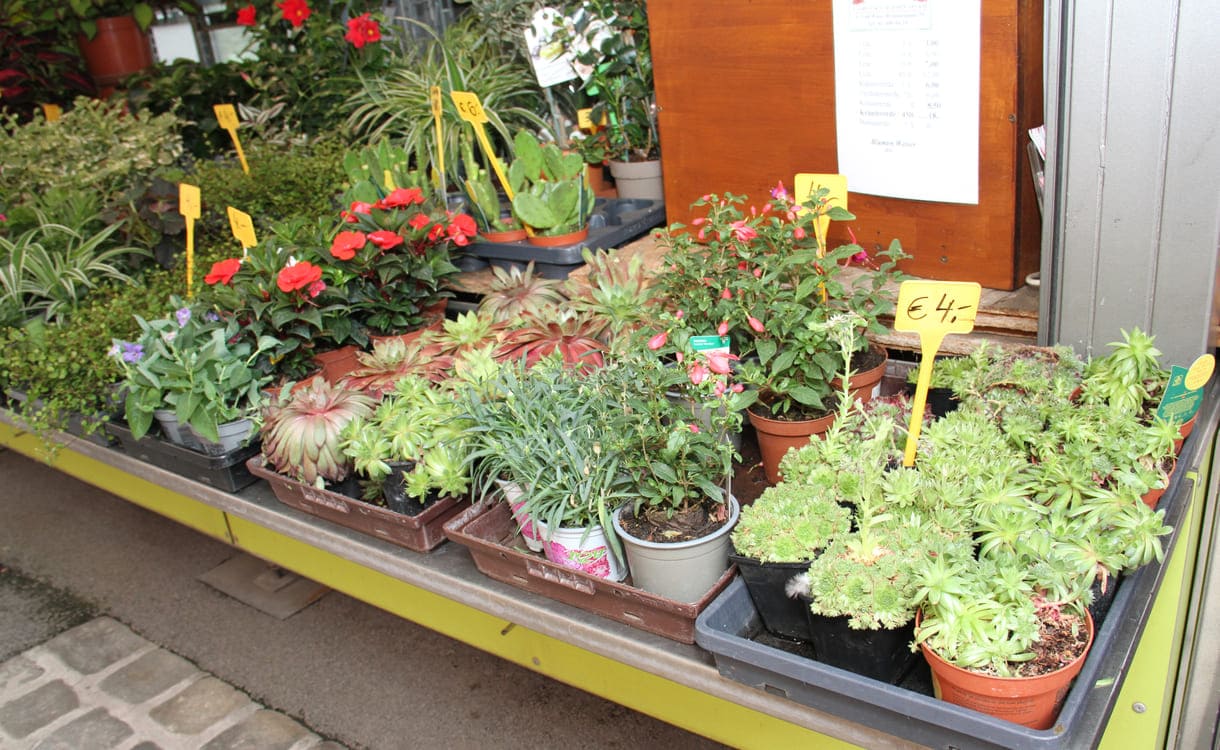Viele verschiedene Pflanzen am Blumenhändlerinnen-Marktstand