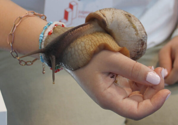 Schnecke fast als lebendiges Armband ;)