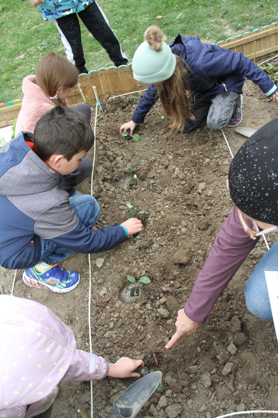 Kinder setzten Gemüsepflanzen in ihre Beete
