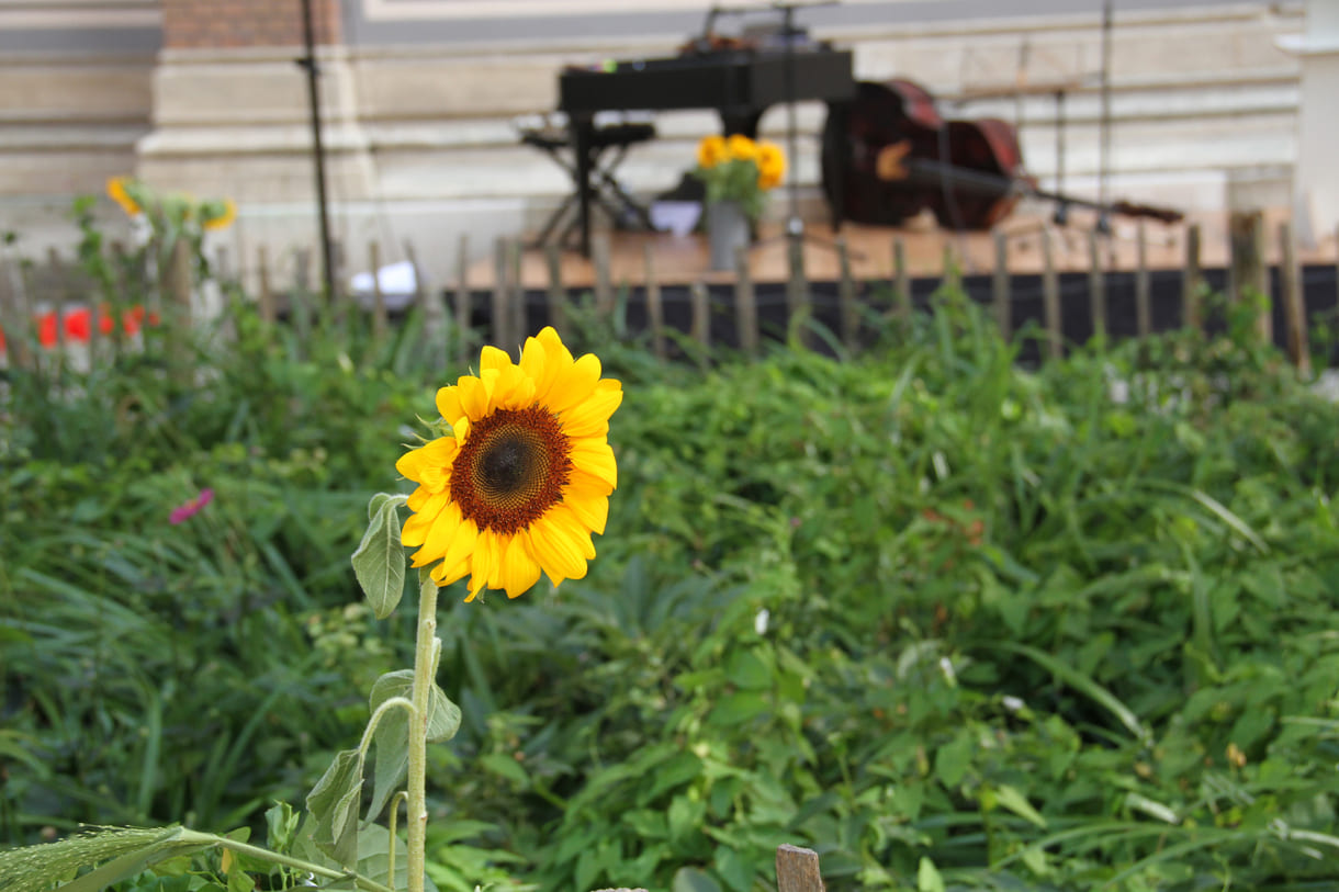 Warum die Sonnenblumen die Blumen der Romn:ja ist, schrieb Ceija Stojka in einem Gedicht, das KiJuKU heir veröffentlichen durfte: https://kijuku.at/initiativen/aber-naechstes-jahr-wird-der-roma-gedenktag-sicher-offiziell/