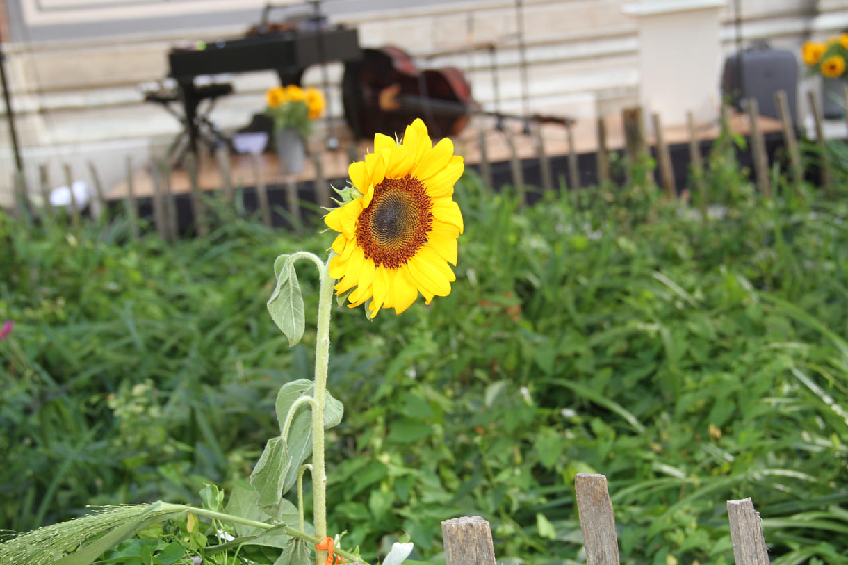 Warum die Sonnenblumen die Blumen der Romn:ja ist, schrieb Ceija Stojka in einem Gedicht, das KiJuKU heir veröffentlichen durfte: https://kijuku.at/initiativen/aber-naechstes-jahr-wird-der-roma-gedenktag-sicher-offiziell/