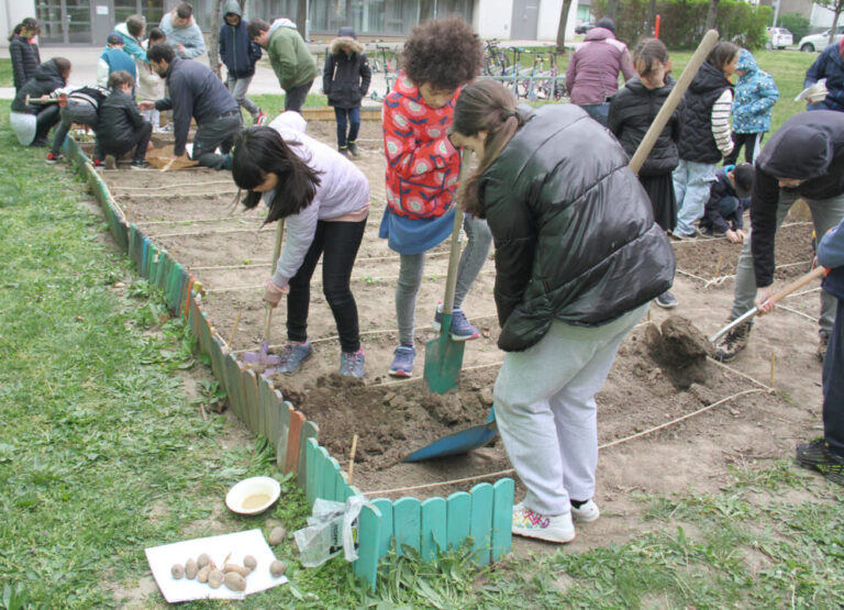 Viele Gruppen bei der Arbeit an ihren Gemüse-Beeten